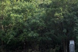 “少林弟子”文班亚马在野球场，努力在天赋面前也许只剩热爱